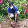 Tree Plantation at GA Bungalow